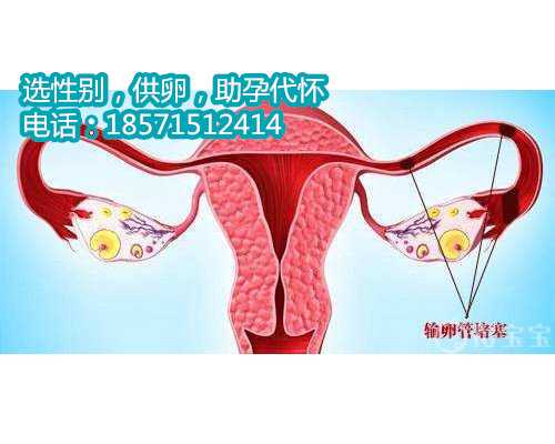 上海供卵试管哪家服务好,200斤胖子做试管植入胚胎成功率有多高