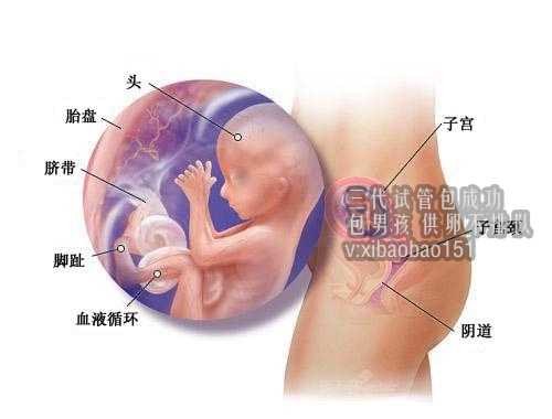 上海怎么联系金贝供卵_女性不孕症有哪些类型？