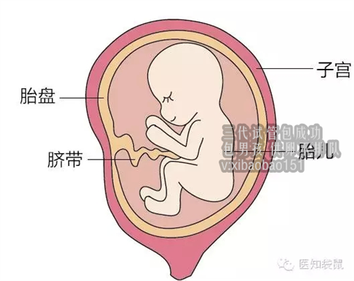 上海世纪供卵_卧床休息保胎一般几天？先兆流产后还能不能活动？