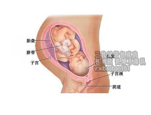 上海代生产子公司供卵_试管婴儿成功率现在是多少？